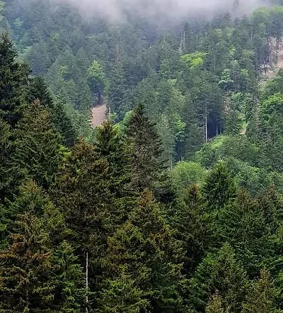 Hotel Yesil Kosk Uzungol